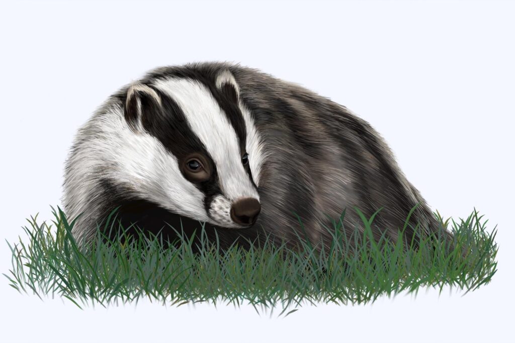 Panel Sendero Ilustración Tejón La Rioja