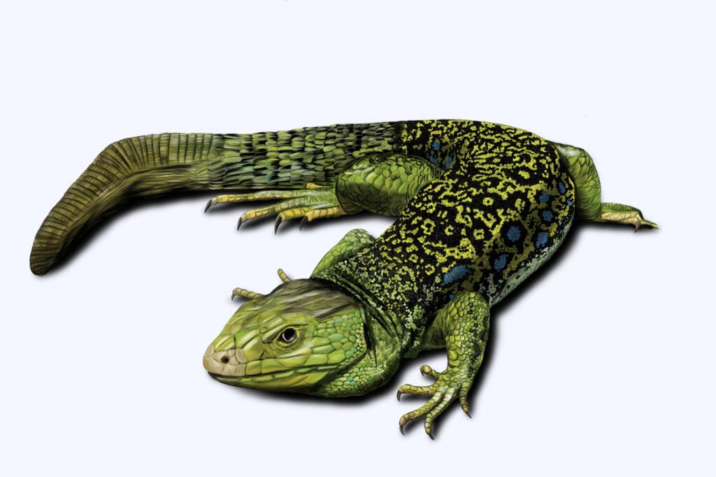 Panel Sendero Lagarto Ocelado La Rioja