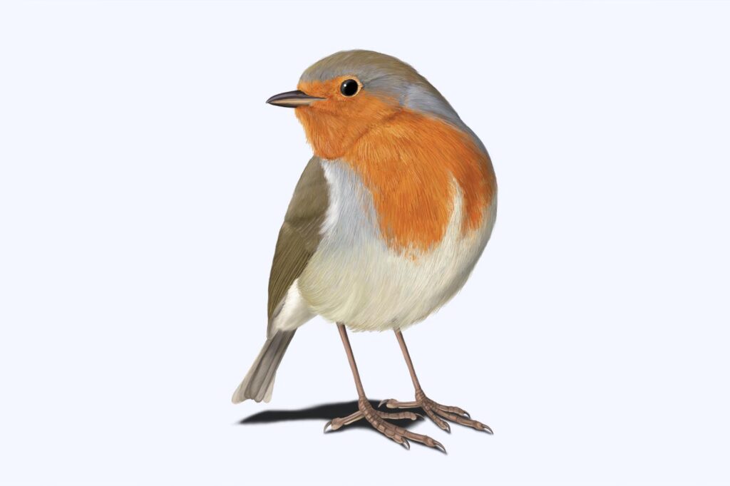 Panel Sendero Petirrojo La Rioja